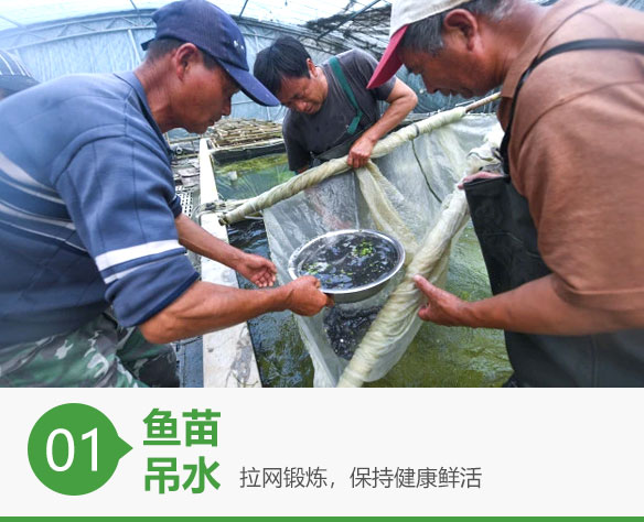 蓝色鱼仓_澳洲银鲈