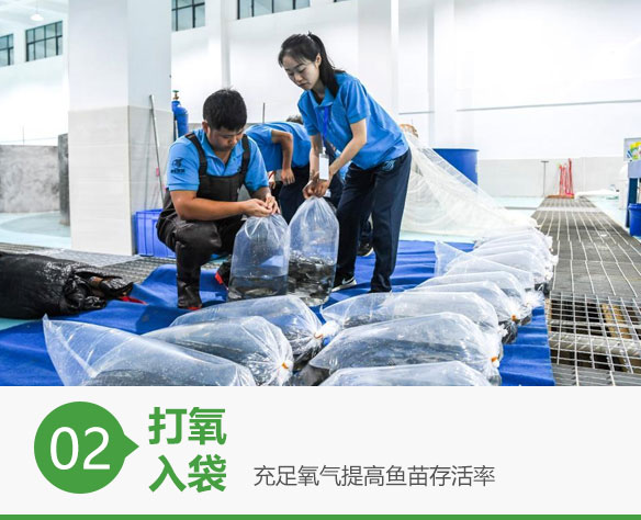 蓝色鱼仓_澳洲银鲈