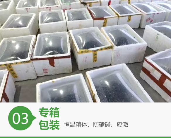 蓝色鱼仓_澳洲银鲈