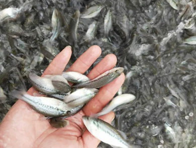 蓝色鱼仓_澳洲银鲈