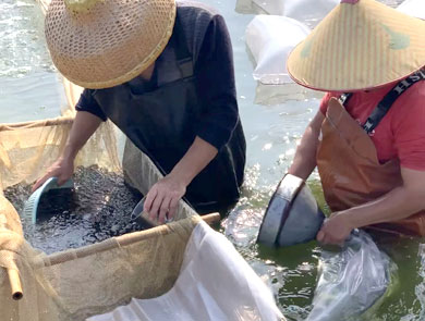 蓝色鱼仓_澳洲银鲈