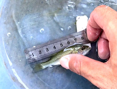 蓝色鱼仓_澳洲银鲈