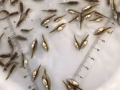 蓝色鱼仓_澳洲银鲈