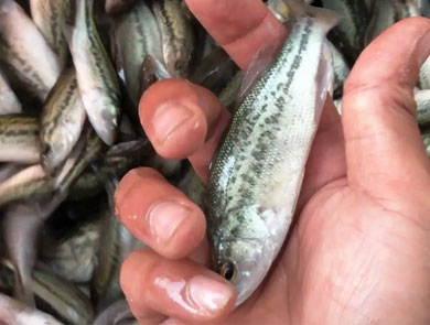 蓝色鱼仓_澳洲银鲈