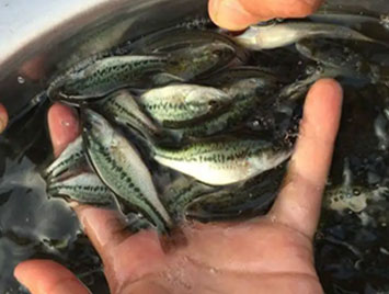 蓝色鱼仓_澳洲银鲈