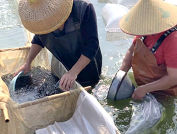 蓝色鱼仓_澳洲银鲈