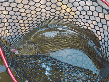 蓝色鱼仓_澳洲银鲈