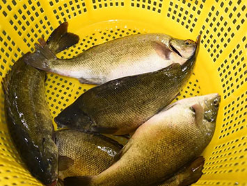 蓝色鱼仓_澳洲银鲈