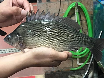 蓝色鱼仓_澳洲银鲈