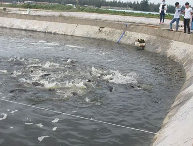 蓝色鱼仓_澳洲银鲈