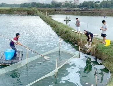 蓝色鱼仓_澳洲银鲈