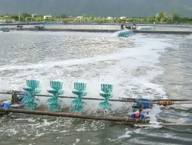 蓝色鱼仓_澳洲银鲈