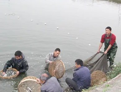 蓝色鱼仓_澳洲银鲈