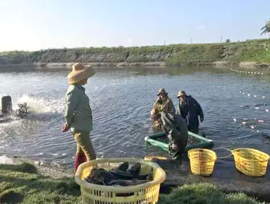 蓝色鱼仓_澳洲银鲈
