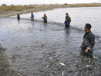 蓝色鱼仓_澳洲银鲈